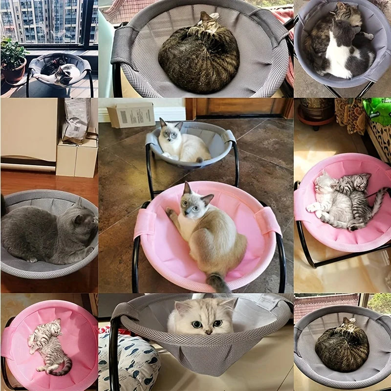 cats in hammocks, many pictures together